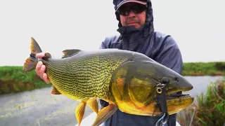 Golden Dorado Fishing at Iberá Wetlands