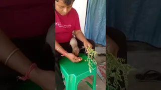 mongoose eating green gram #mongoose #shorts #animals #shortsfeed