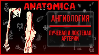 Лучевая и локтевая артерии анатомия / Артерии верхней конечности / Ангиология