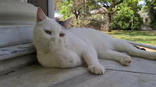 Street Cat poses very funny for my camera.