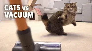 Cats vs Vacuum | Kittisaurus