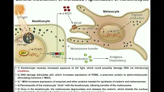 How do Melanocytes Make Melanin?: Melanogenesis Mechanism