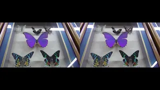 3D FSBS Парк бабочек