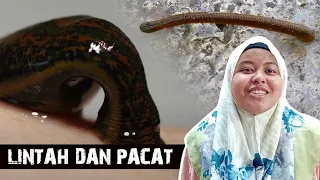 Lintah dan Pacat