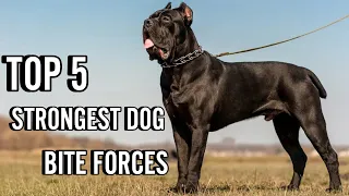 TOP 5 DOGS WITH THE STRONGEST BITE FORCES!