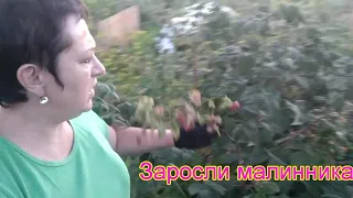 Что делать с зарослями малины?