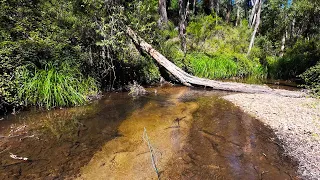 Dry Fly Fishing A Small Creek With A 2wt Fly Rod