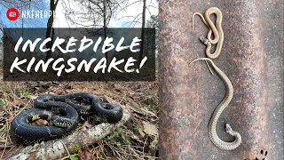 Finding an Incredible Eastern Kingsnake in North Georgia! Early Spring Hiking and Tin Flipping!