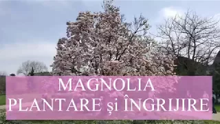 Magnolia - plantare si ingrijire