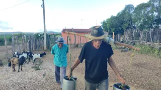 A VIDA SIMPLES NO SERTÃO PERNAMBUCANO COM SEU RUFINO ANTÔNIO E SEU PEDRO JACÓ NO SERTÃO POPULAR.