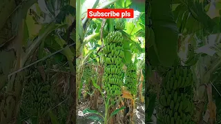 best banana fruits || केले का फ्रूट्स || banana plant farming #banana #viral #shorts