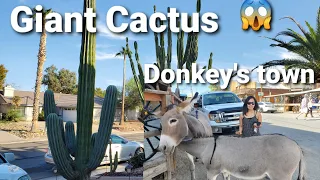 Donkey's at Oatman Arizona// Giant Cactus 🌵