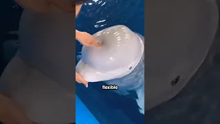 ¿Por qué la cabeza de la ballena beluga es esponjosa?