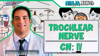 Neurology | Trochlear Nerve: Cranial Nerve IV