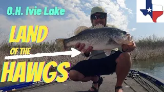 Land of the HAWGS 🎣 O.H. Ivie Lake, Texas