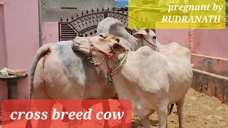 👍CROSS## BREED COW 👍PREGNANT BY 👌RUDRANATH MAHARAJ JI 👍