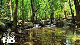 Restore Your Inner Balance: Experience the Soothing Powers of Tropical Rainforest River Sounds -ASMR