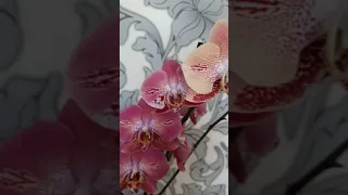 Новая фантастическая орхидея - Леко Фантастик!! 😍