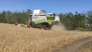 Жнива пшениці 2022 . Відео із запізненням. 01.07 #пшеница #фермер #комбайны #жнива2022
