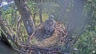 Angel the Leucistic Red Tailed Hawk 31.05.2023 16:46