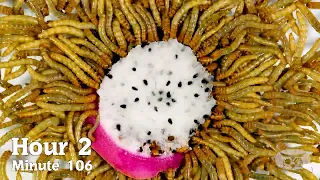 Mealworms ON GLASS FROM BELOW - Compilation