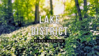Lake District UK | spring woodland white flowers 4K walking tour