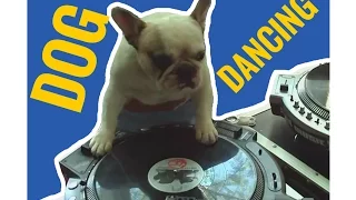 GOOD DOG dancing -  coub video compilation