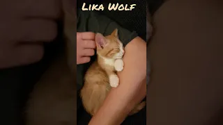 УМИЛЕНИЕ 😍Милые котики. Смешные коты. Смешные животные. Cute kittens. Cute Teddy kittens. Fun