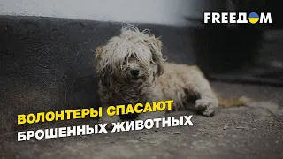 Волонтеры спасают брошенных животных | FREEДОМ