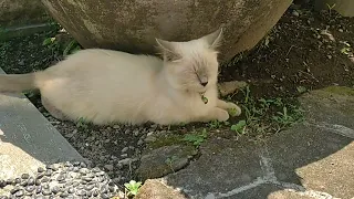 Kitten is happy when the mother cat gets the prey of the grasshopper