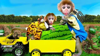 Monkey BiBon and Dad BonBon harvest watermelon on the farm | Video animals