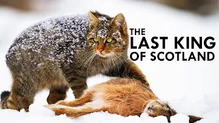 Scottish Wildcat: The Highlander Cat