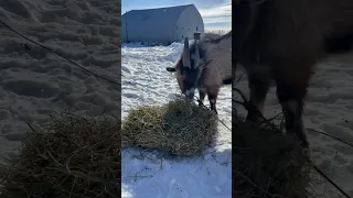 Goat time