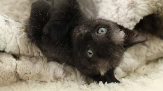 The amazing colour changing kitten