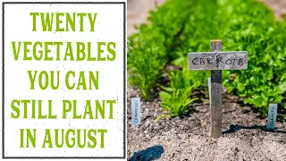 20 vegetables YOU CAN PLANT IN LATE SUMMER for a fall garden