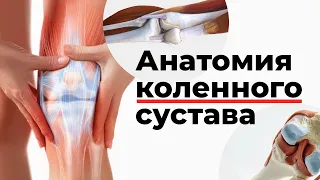 Анатомия коленного сустава