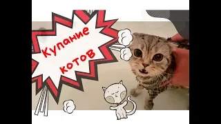 VLOG: ШОК! КОТЫ БОЯТСЯ ВОДЫ/ КУПАНИЕ КОТОВ/ ШОТЛАНДСКИЙ КОТ/ СУПЕР ПРИКОЛ