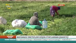 Haberiniz Olsun - Arsuz' Da Maydanoz Hasadı Başladı...