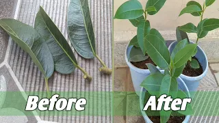 How to grow ficus Plant from cuttings || How to propagate ficus Plant || grow ficus cuttings in wate