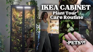 IKEA Greenhouse Cabinet Plant Tour, Care Routine, + PET BUGS