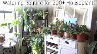 Indoor Watering Routine for 200+ Houseplants!