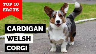 Cardigan Welsh Corgi - Top 10 Facts
