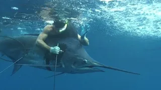 WORLD RECORD {Pacific Blue Marlin} Speared while freediving