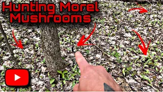 Where to Find Morel Mushrooms | How to Find Morels