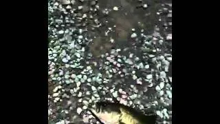 Largemouth Bass with fly (late spring/early summer)