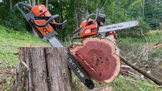 $200 SAW VS. $500 SAW Ant INFESTED Cedar Neotec NH843 Husqvarna 543 XP clone 3HP 43cc!