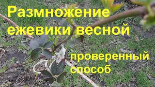 🌴Размножение ежевики весной - делюсь проверенным способом.🌴