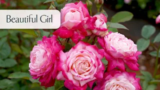 Beautiful Girl - Rose