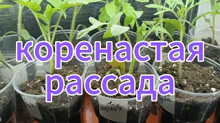 коренастая рассада