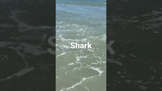 Mysterious shark encounter in Myrtle Beach 5 Ft Shark in 2 ft of water